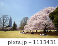 新宿御苑の桜