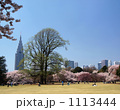 新宿御苑の桜
