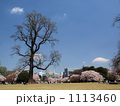 新宿御苑の桜