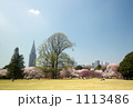 新宿御苑の桜