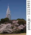 新宿御苑の桜