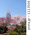新宿御苑の桜