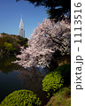 新宿御苑の桜