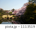 新宿御苑の桜