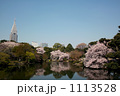 新宿御苑の桜