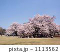 新宿御苑の桜
