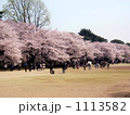 新宿御苑の桜