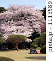 新宿御苑の桜