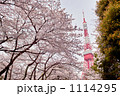 東京タワーと桜