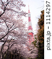 東京タワーと桜