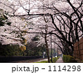 東京タワーと桜
