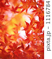 もみじの紅葉