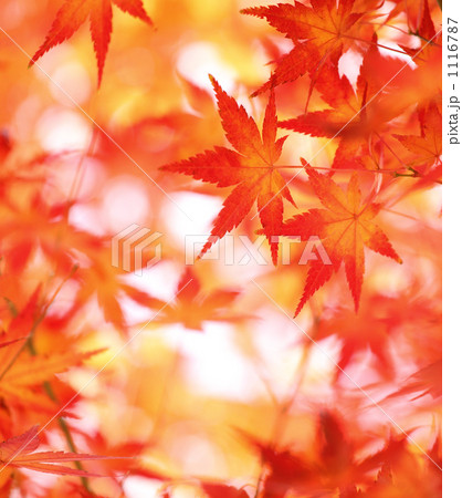 もみじの紅葉