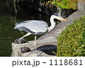 アオサギとカメ