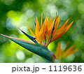 1119636