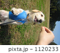 笑顔でお手！