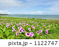 南国の花　グンバイヒルガオ