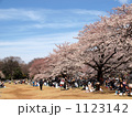 光が丘公園の桜
