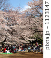 光が丘公園の桜