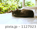 与那国の猫