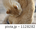 ノラ猫
