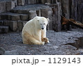 シロクマが１頭座っていました。