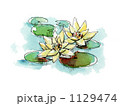 黄花の睡蓮