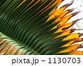 ヤシの葉