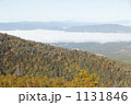 1131846