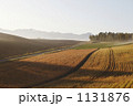 1131876