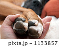 1133857