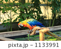 ハルクインコンゴウインコ