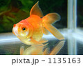 金魚