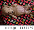 仰向けになったミニチュアダックスの子犬