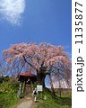 不動桜（郡山市）