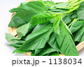 モロヘイヤ