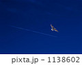 晴天、飛行機雲、カモメ