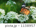 白い花とオレンジの蝶々