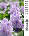 ホテイアオイの花