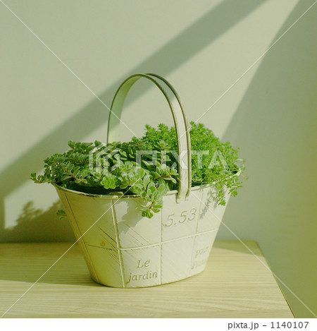 「観葉植物 多肉植物 緑色 」の写真素材
