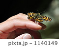 指の上で休憩する蝶は警戒心がゼロでした。　可愛らしいです。　