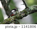 アカゲラ