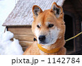 冬も外で過ごす犬