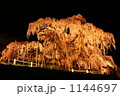滝桜