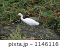 エサを探すコサギ