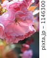 八重桜