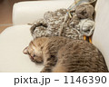1146390