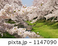小川に咲く満開の桜