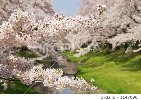 小川に咲く満開の桜