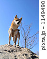 青空と柴犬　１